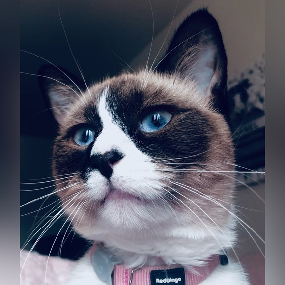 Meet your Posher Kinga 💖💖💖 - Picture 7 of 8